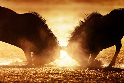 Anger management online course - Two angry wildebeest duel in dust