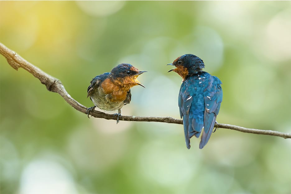 A couple of birds on a branch chirping at each other - couples therapy