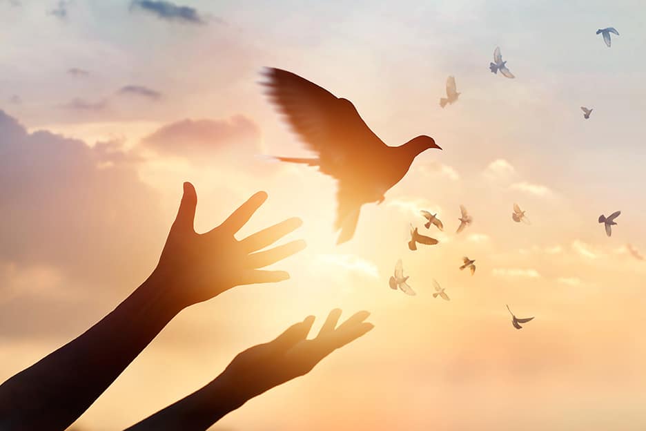 A dove being realised from someones hands, with a sunset background