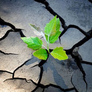 Green plant growing through cracked concrete - build resilience to stress