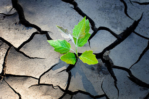 Green plant growing through cracked concrete - build resilience to stress