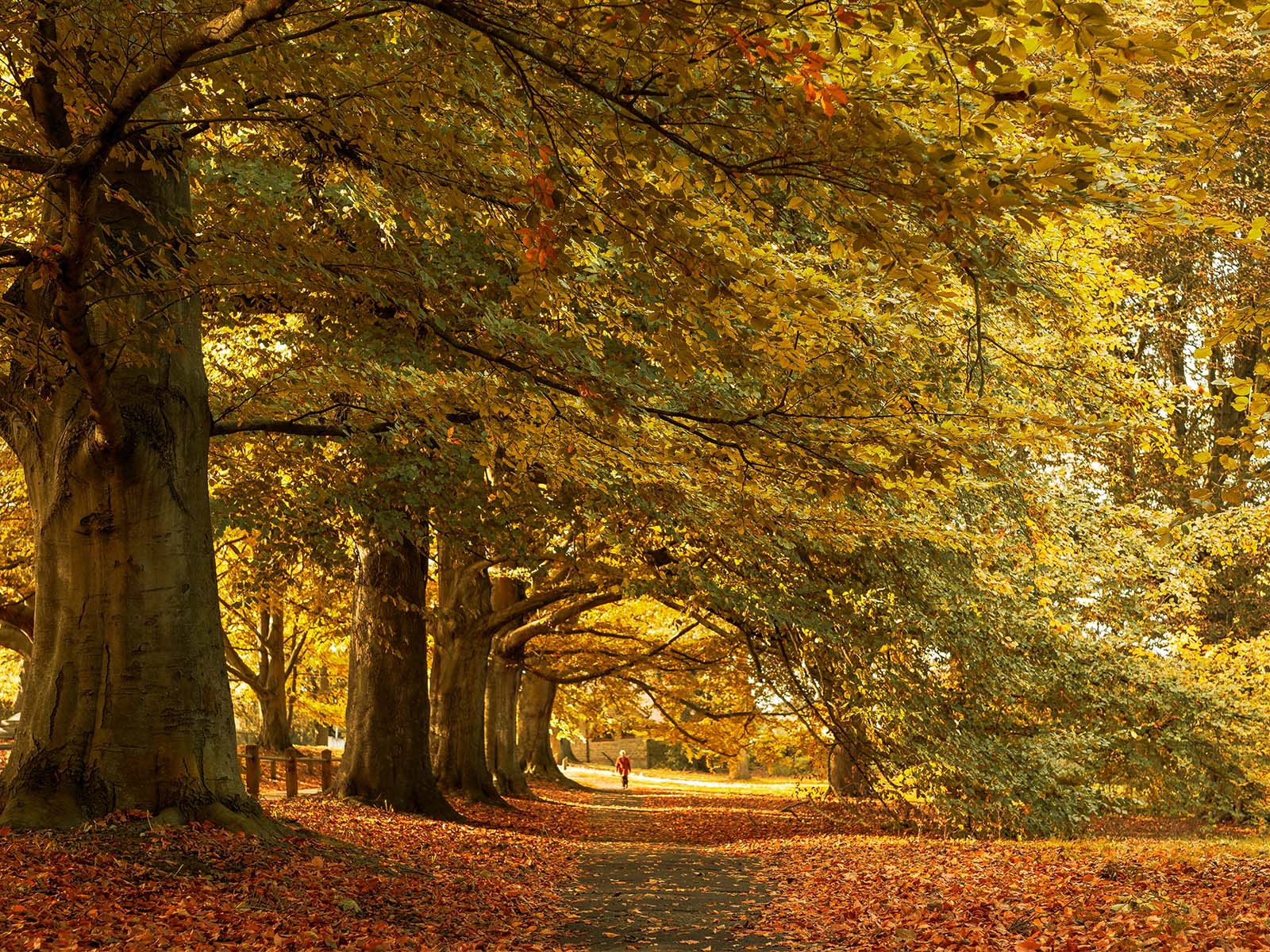 Photo of woman walking through an autumnal scene