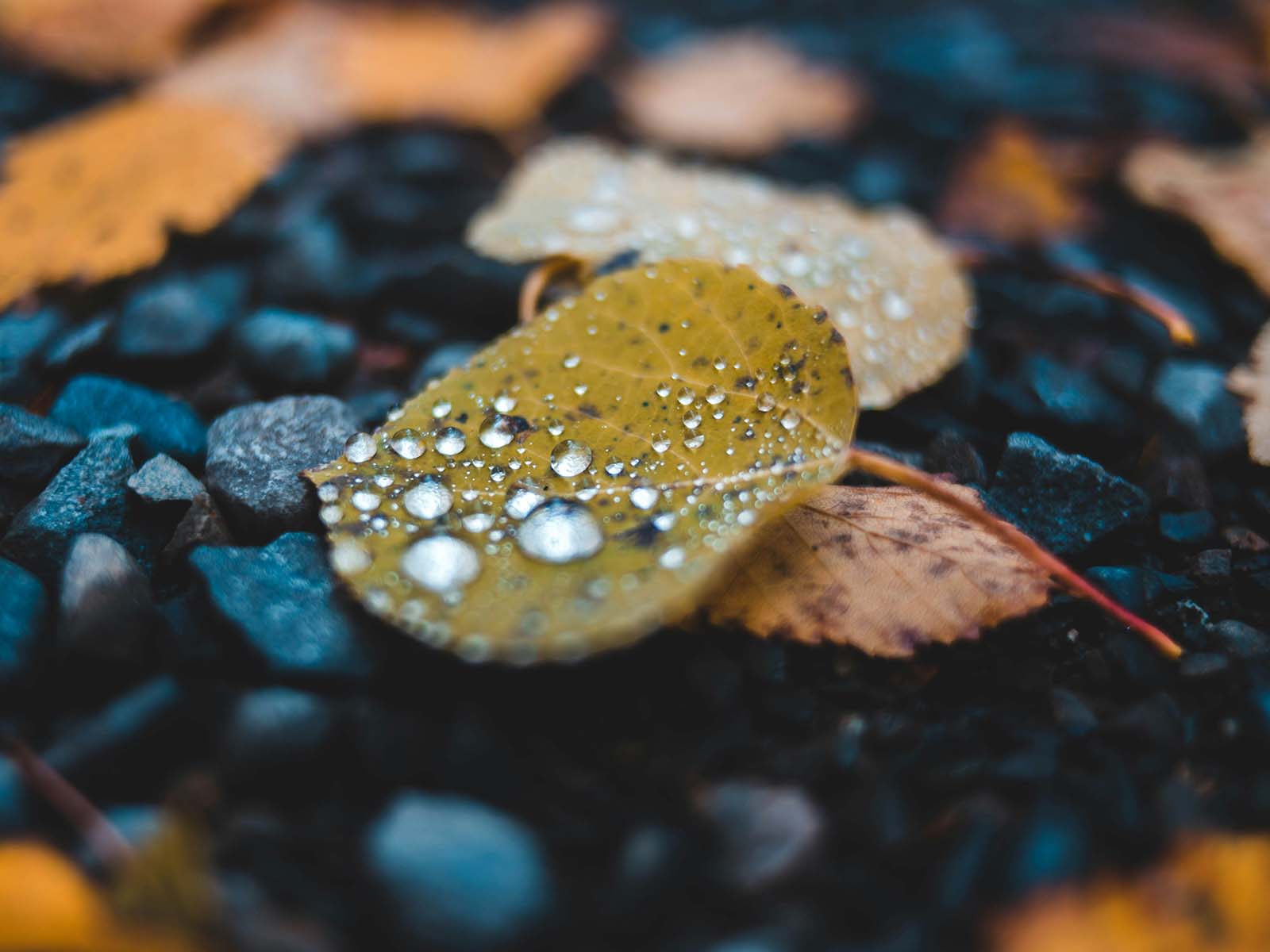 Close up photo of a leaf with water droplets